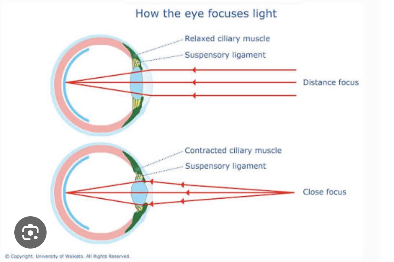 How the Eye Focuses Light